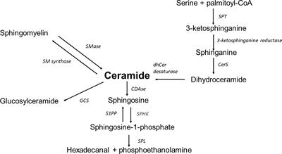 Ceramides and Sphingosino-1-Phosphate in Obesity